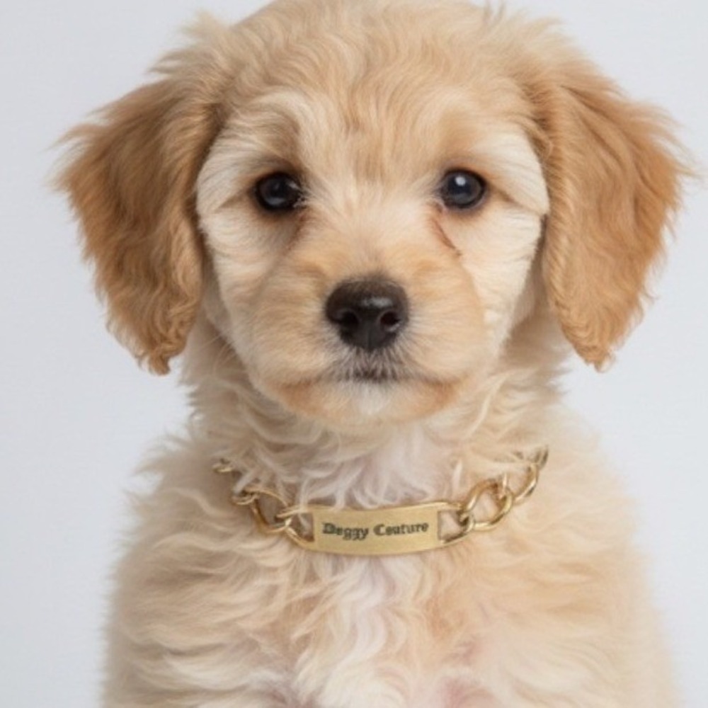 Juicy Couture‎ Vintage I.D. Doggy Couture Gold Tone Dog Puppy Fashion Collar